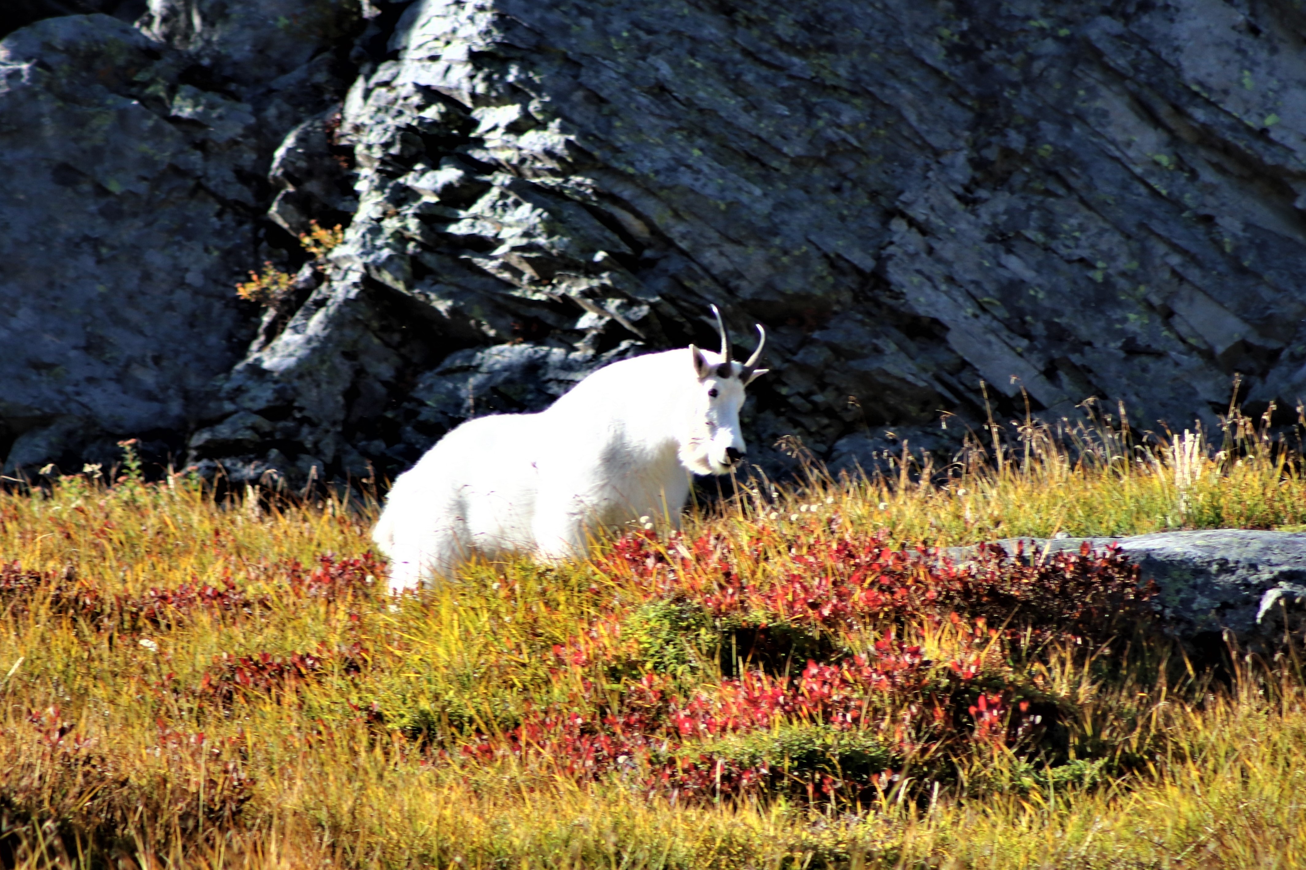 Fall Colors and Mountain Goats in the Mt. Baker Wilderness Area